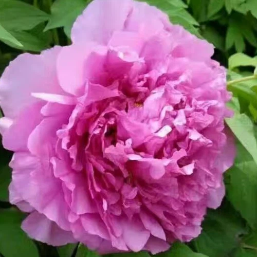 Blue Tree Peony
