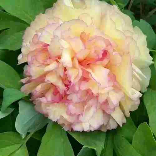 Orange Tree Peony